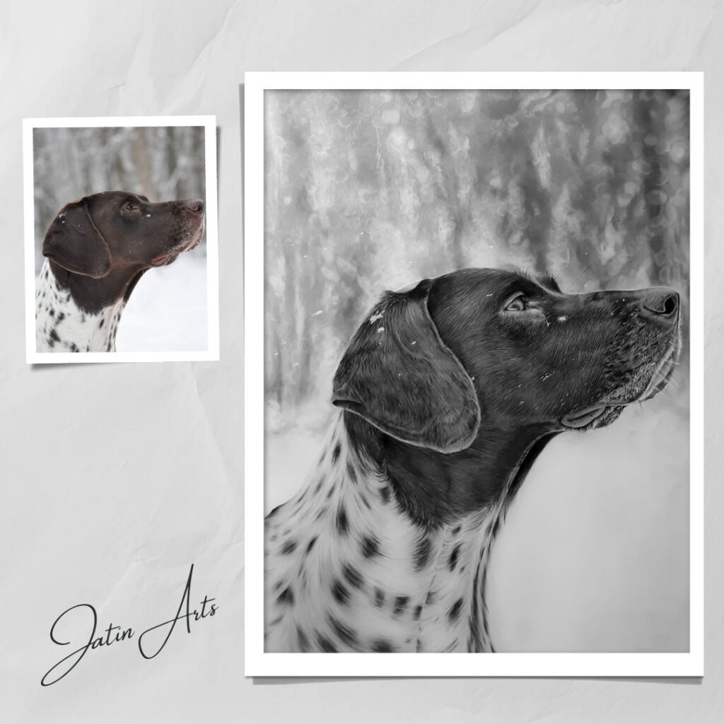Pet Portraits