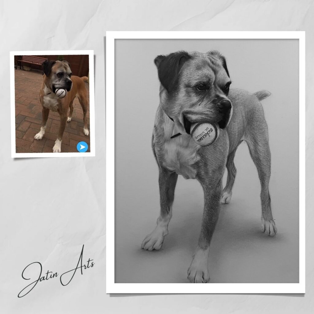 Pet Portraits