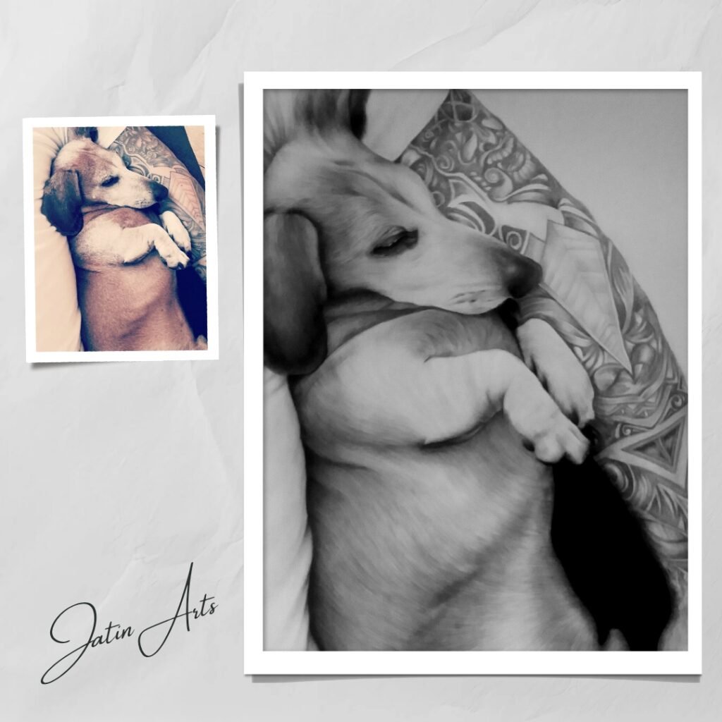 Pet Portraits