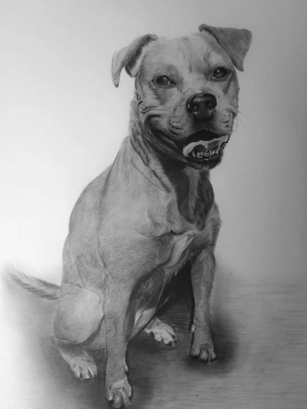 Pet Portraits